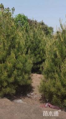 高度400厘米白皮松