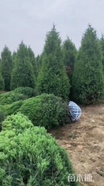 高度65厘米蜀桧