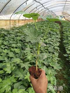 高度15厘米八角金盘