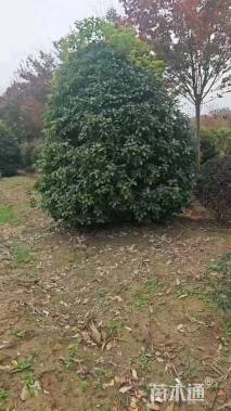 冠幅250厘米桂花球