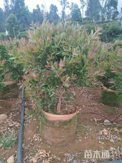 高度70厘米红绒球