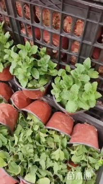 高度15厘米薄荷
