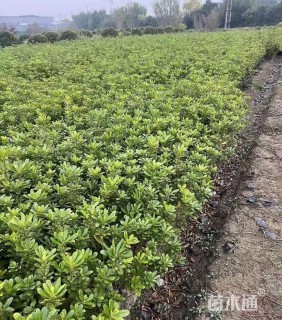 高度40厘米海桐小苗