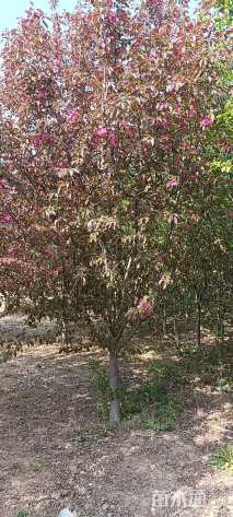 12公分北美海棠