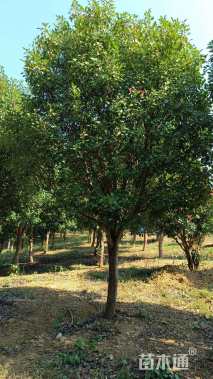 18公分红叶石楠