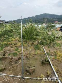 2公分红千层