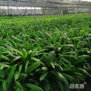 裸干高30厘米棕竹