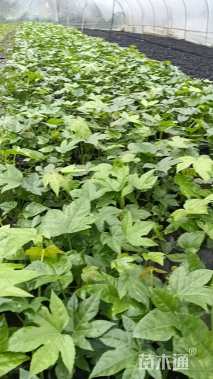 高度25厘米八角金盘