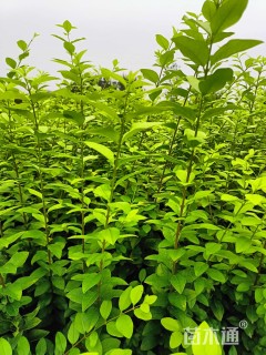 高度40厘米金叶女贞