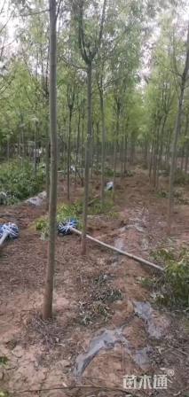 6公分绦柳