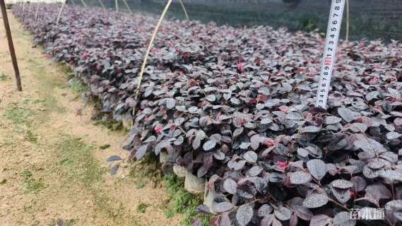 高度20厘米红花继木