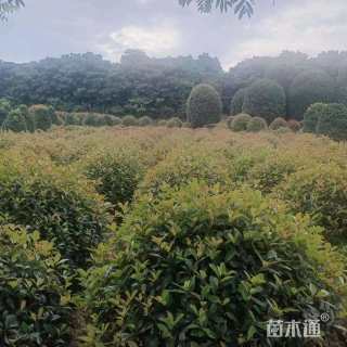冠幅80厘米红叶石楠球