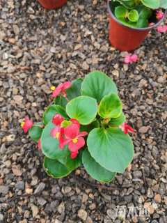 高度7厘米四季海棠