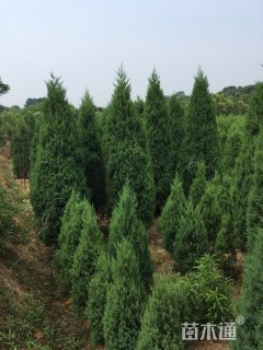 高度300厘米河南桧