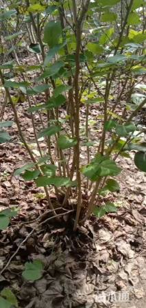 高度250厘米丛生紫荆