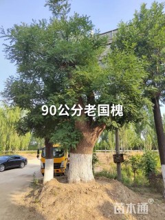 90公分国槐