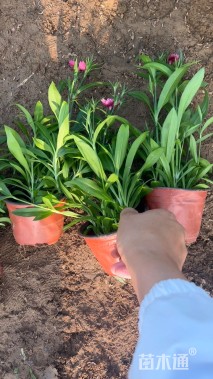 高度20厘米五彩石竹