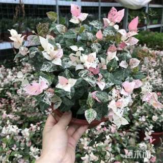 花叶络石小苗