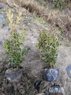 高度30厘米瓜子黄杨