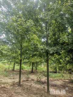 15公分美国红枫