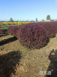 高度70厘米紫叶矮樱球