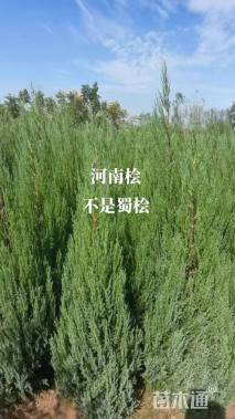 高度500厘米望都塔桧