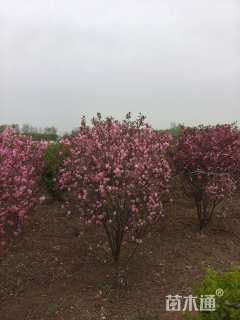 高度120厘米红叶榆叶梅