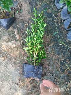 高度10厘米小叶黄杨