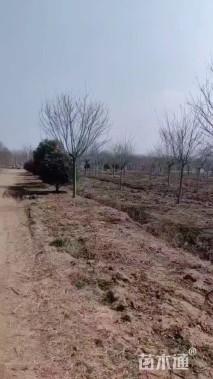 10公分染井吉野樱