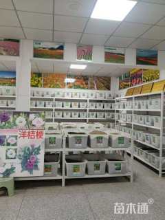 薰衣草种子