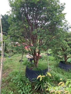 高度1500厘米嘉宝果