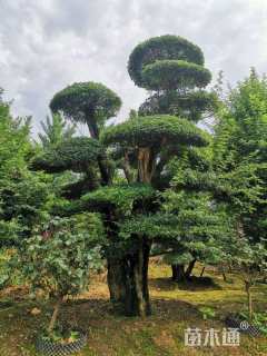 50公分对节白蜡