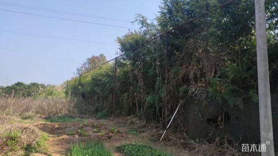 1.2公分红豆杉