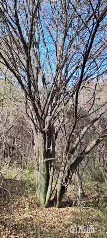 60公分茶条槭