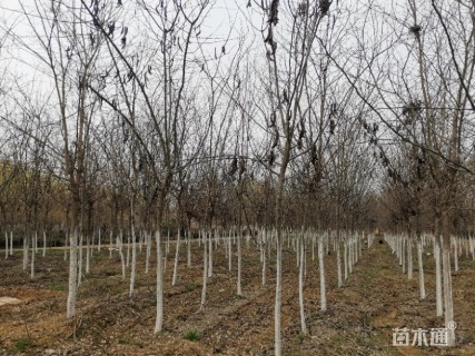 8公分皂荚