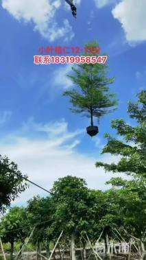 18公分小叶榄仁