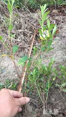 高度25厘米毛鹃