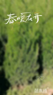 高度60厘米塔柏