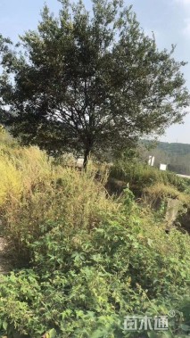 20公分朴树