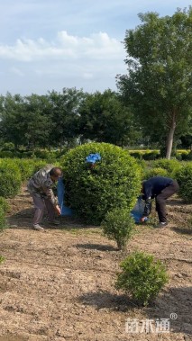 高度80厘米水蜡球