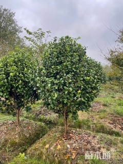 高度200厘米茶花