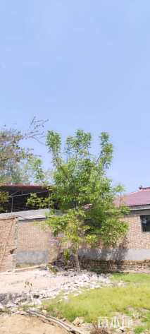 高度400厘米核桃