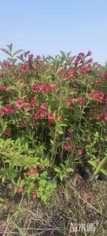 高度50厘米红王子锦带