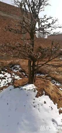 高度300厘米木绣球