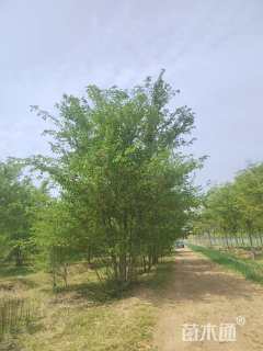 40公分长枝榆