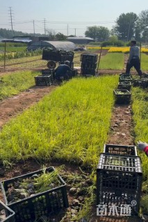 高度20厘米香蒲