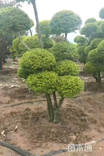 高度350厘米小叶女贞
