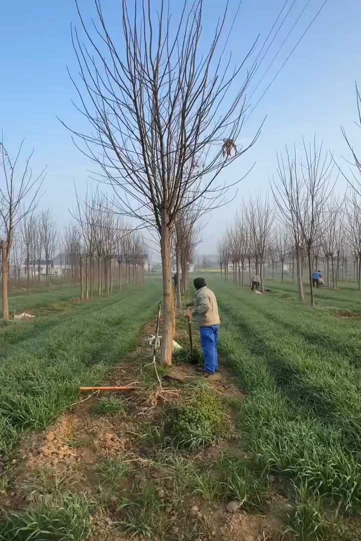 12公分刺槐
