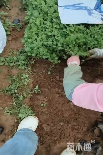 高度10厘米地被菊