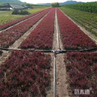 8公分紫叶李
